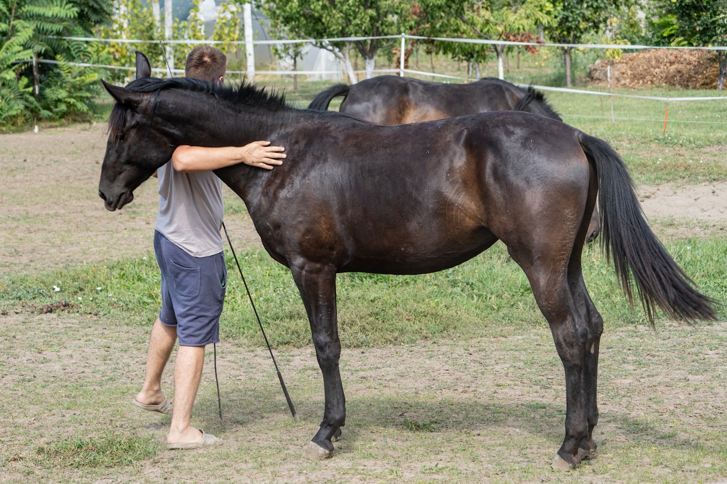 De geschiedenis van zwepen in paardensport